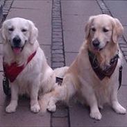 Golden retriever rufus