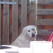 Golden retriever rufus