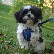 Shih tzu Louie /Dexter