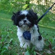 Shih tzu Louie /Dexter