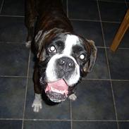 Boxer Tom