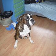 Boxer Tom