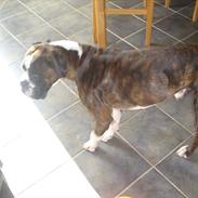 Boxer Tom