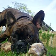 Blanding af racer Kenzo Bl. ml.Boxer & fransk Bulldog