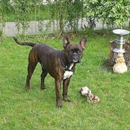 Blanding af racer Kenzo Bl. ml.Boxer & fransk Bulldog