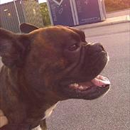 Blanding af racer Kenzo Bl. ml.Boxer & fransk Bulldog