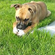 Blanding af racer Chiva