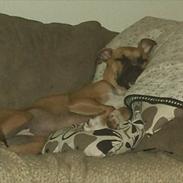 Blanding af racer Chiva