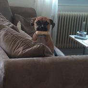 Blanding af racer Chiva