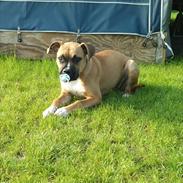 Blanding af racer Chiva