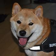 Shiba Nico