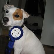 Jack russell terrier Hoba's Zandy af Lurifox