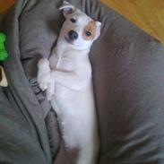 Jack russell terrier Hoba's Zandy af Lurifox