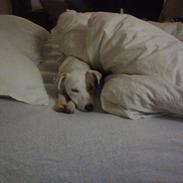 Jack russell terrier Hoba's Zandy af Lurifox