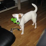 Jack russell terrier Hoba's Zandy af Lurifox