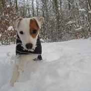 Jack russell terrier Hoba's Zandy af Lurifox