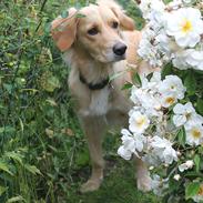 Golden retriever Sif