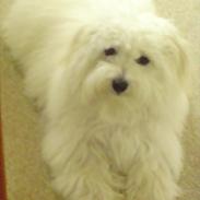 Coton de tulear Sonni
