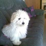 Coton de tulear Sonni