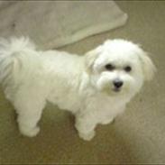 Coton de tulear Sonni