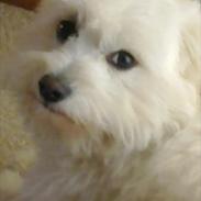 Coton de tulear Sonni
