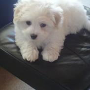 Coton de tulear Sonni