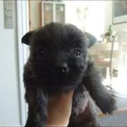 Cairn terrier Tiny
