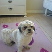 Shih tzu Regitze "Gitti" 