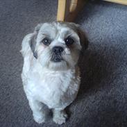 Shih tzu Regitze "Gitti" 