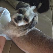 Shih tzu Regitze "Gitti" 
