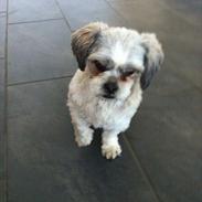 Shih tzu Regitze "Gitti" 