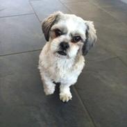 Shih tzu Regitze "Gitti" 