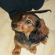 Dværggravhund Elvis