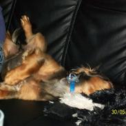 Dværggravhund Elvis