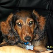 Dværggravhund Elvis