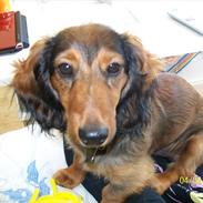 Dværggravhund Elvis