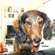 Dværggravhund Elvis