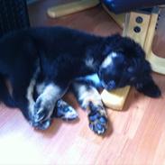 Blanding af racer Nala