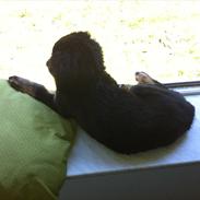 Blanding af racer Nala