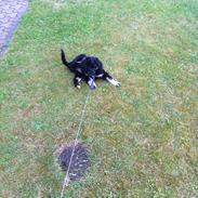 Blanding af racer Nala