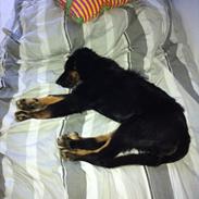 Blanding af racer Nala