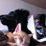 Blanding af racer Nala