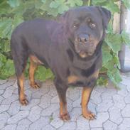 Rottweiler Cori