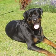 Rottweiler Cori