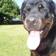 Rottweiler Cori