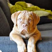 Dogue de bordeaux Louis