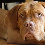 Dogue de bordeaux Louis