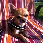 Chihuahua Bella