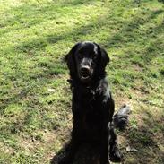 Flat coated retriever Aston