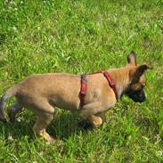 Malinois Daneskjold Asti